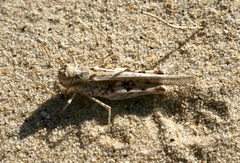 Acrotylus