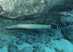 Aulostomus strigosus