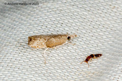 Culladia hastiferalis