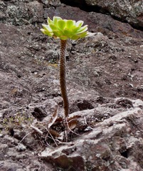 Aeonium urbicum