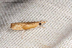 Culladia hastiferalis