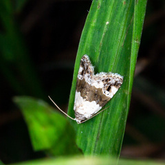 Maliattha signifera