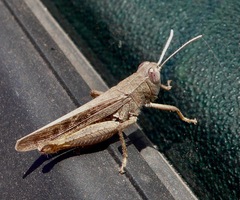 Calliptamus plebeius