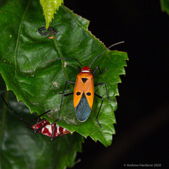 Dysdercus cingulatus