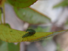 Polydrusus impressifrons