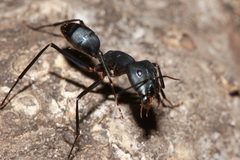 Camponotus etiolipes