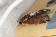 Ercheia cyllaria