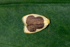 Pseudoblabes oophora