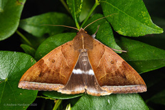 Artena dotata