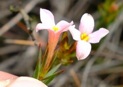 Lachnaea uniflora