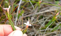 Lachnaea uniflora