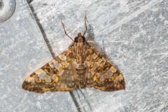 Margaroniini