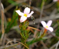 Lachnaea uniflora
