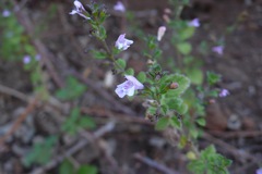 Clinopodium menthifolium ascendens
