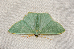Pelagodes antiquadraria