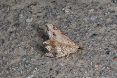 Chiasmia emersaria