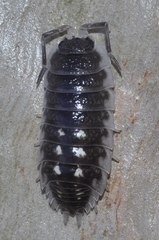 Porcellio ornatus