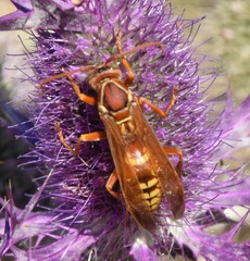 Polistes apachus texanus