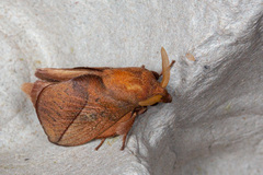Euthrix isocyma