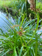 Rhynchospora corymbosa