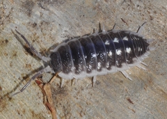 Porcellio ornatus