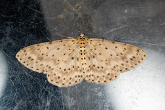 Percnia fumidaria
