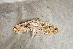 Parapoynx diminutalis