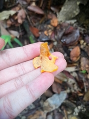 Craterellus odoratus