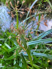 Rhynchospora corymbosa