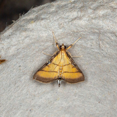 Cnaphalocrocis medinalis