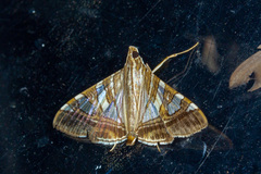 Glyphodes stolalis