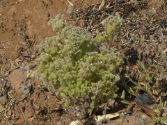 Grangea maderaspatana