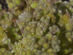 Grangea maderaspatana