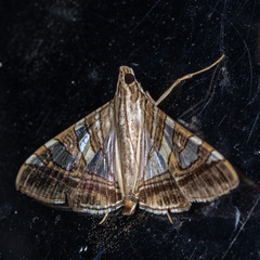Glyphodes stolalis
