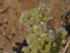 Grangea maderaspatana