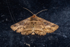 Pericyma cruegeri