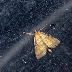 Cnaphalocrocis