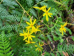 Senecio velleioides