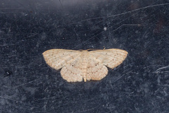 Idaea elongaria