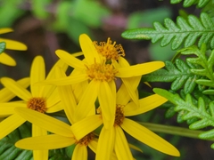 Senecio velleioides