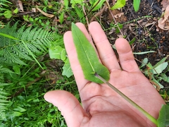 Senecio velleioides