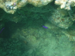 Pseudochromis fridmani