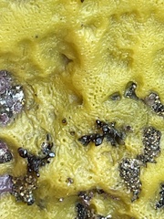 Halichondria panicea