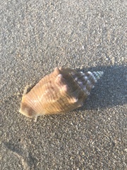 Macrostrombus costatus