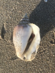 Macrostrombus costatus