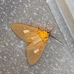 Asota plaginota