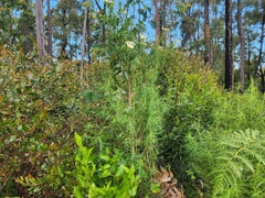 Cassinia longifolia
