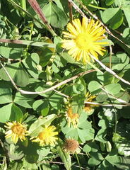 Pentanema britannica