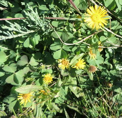 Pentanema britannica