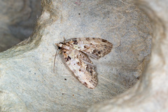 Sigmuncus arcuata